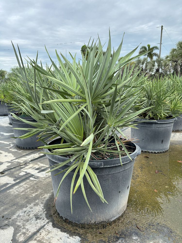 serenoa-repens-saw-palmetto