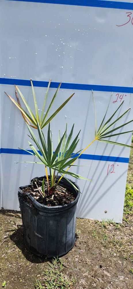 serenoa-repens-saw-palmetto