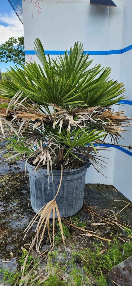 serenoa-repens-saw-palmetto