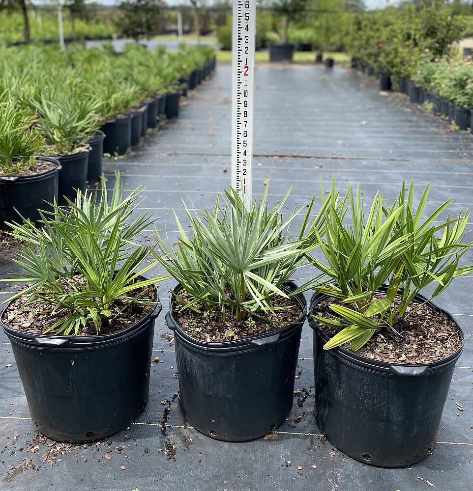 serenoa-repens-saw-palmetto