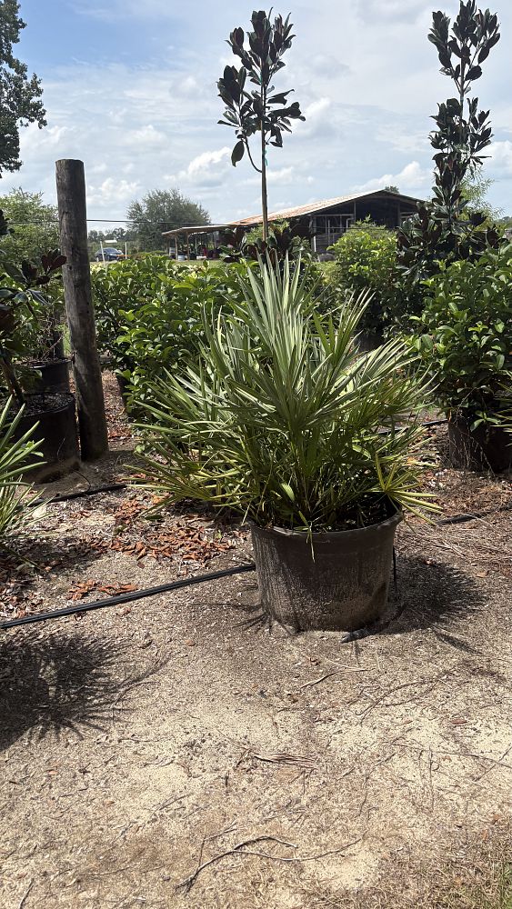serenoa-repens-saw-palmetto