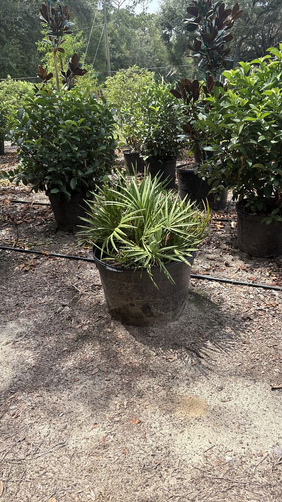 serenoa-repens-saw-palmetto