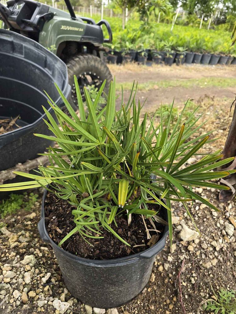 serenoa-repens-saw-palmetto
