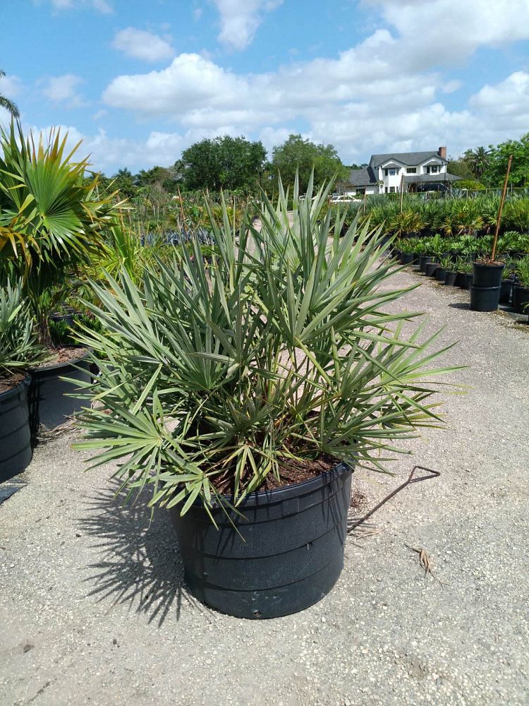 serenoa-repens-saw-palmetto