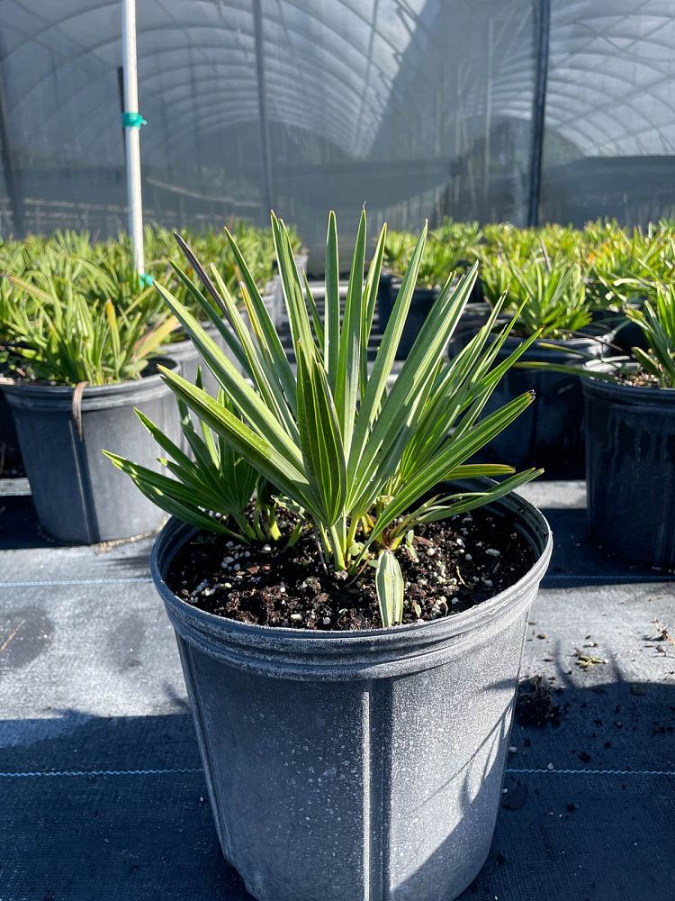 serenoa-repens-saw-palmetto