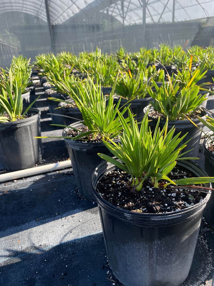serenoa-repens-saw-palmetto