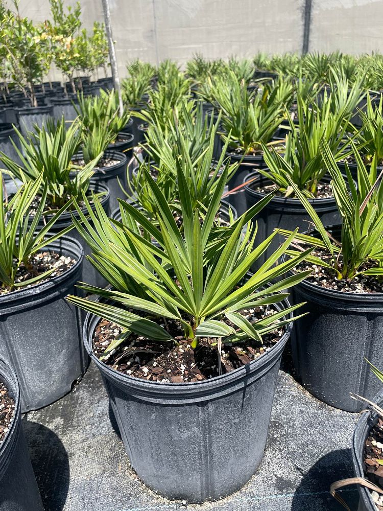 serenoa-repens-saw-palmetto