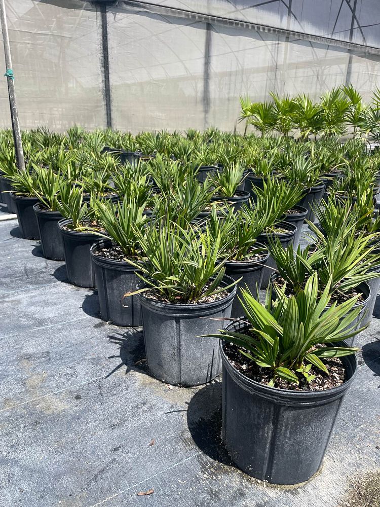 serenoa-repens-saw-palmetto