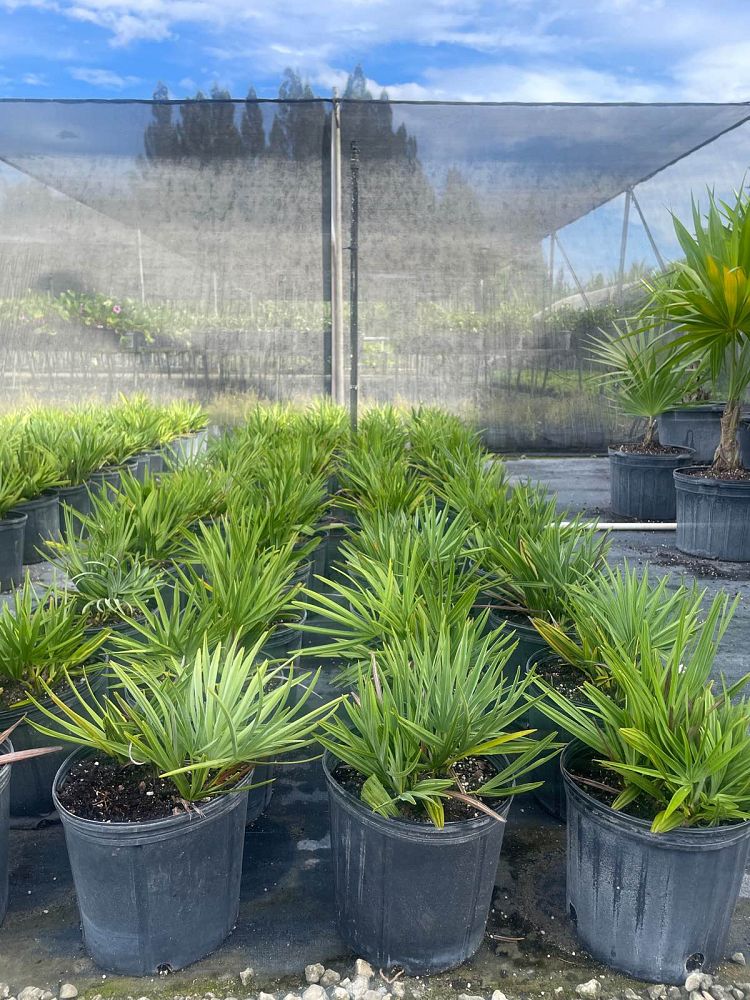 serenoa-repens-saw-palmetto