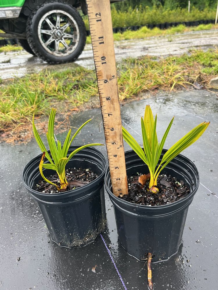 serenoa-repens-saw-palmetto