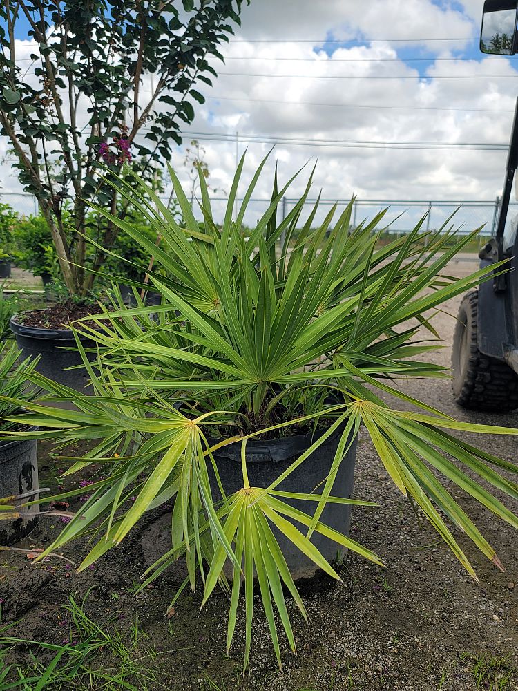 serenoa-repens-saw-palmetto
