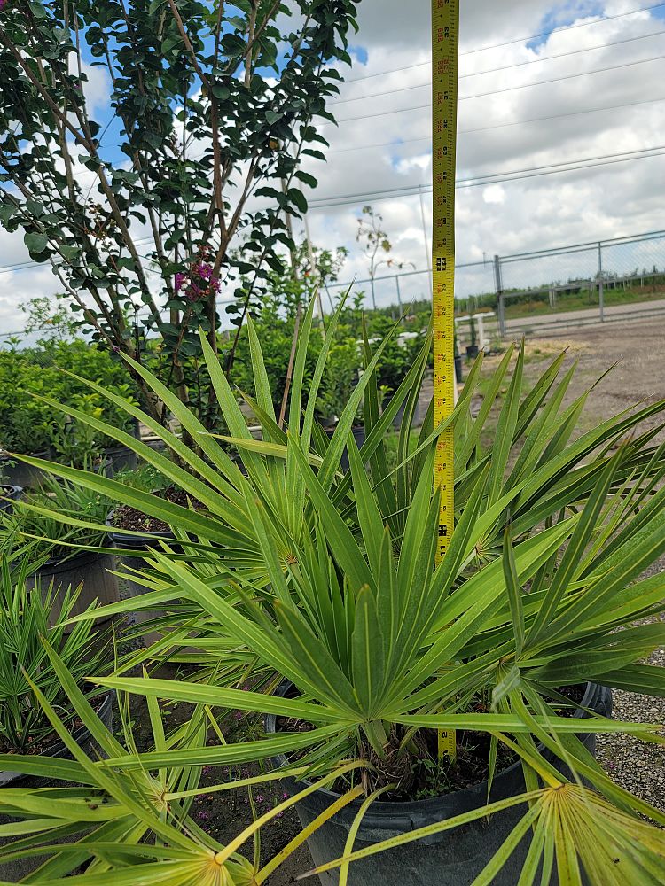 serenoa-repens-saw-palmetto