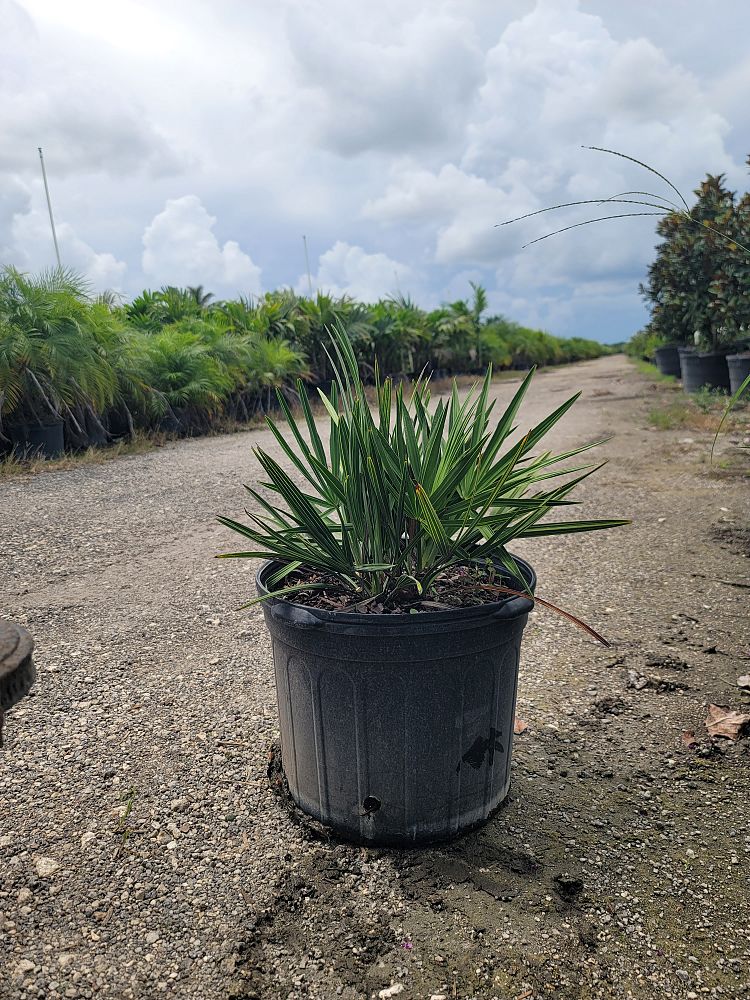 serenoa-repens-saw-palmetto