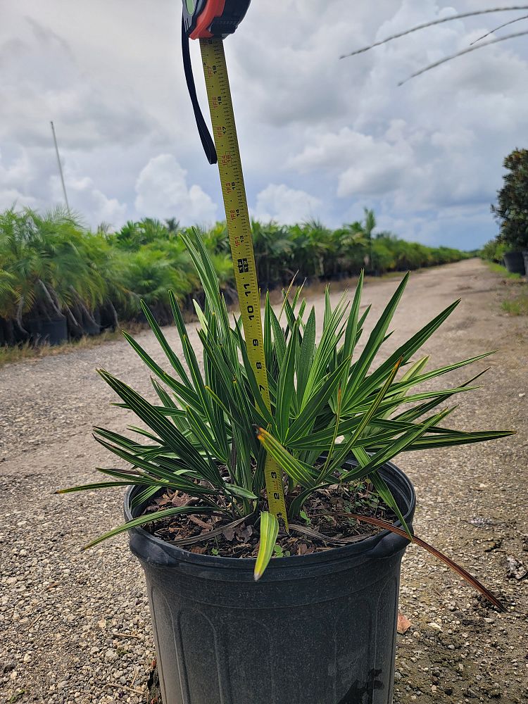 serenoa-repens-saw-palmetto