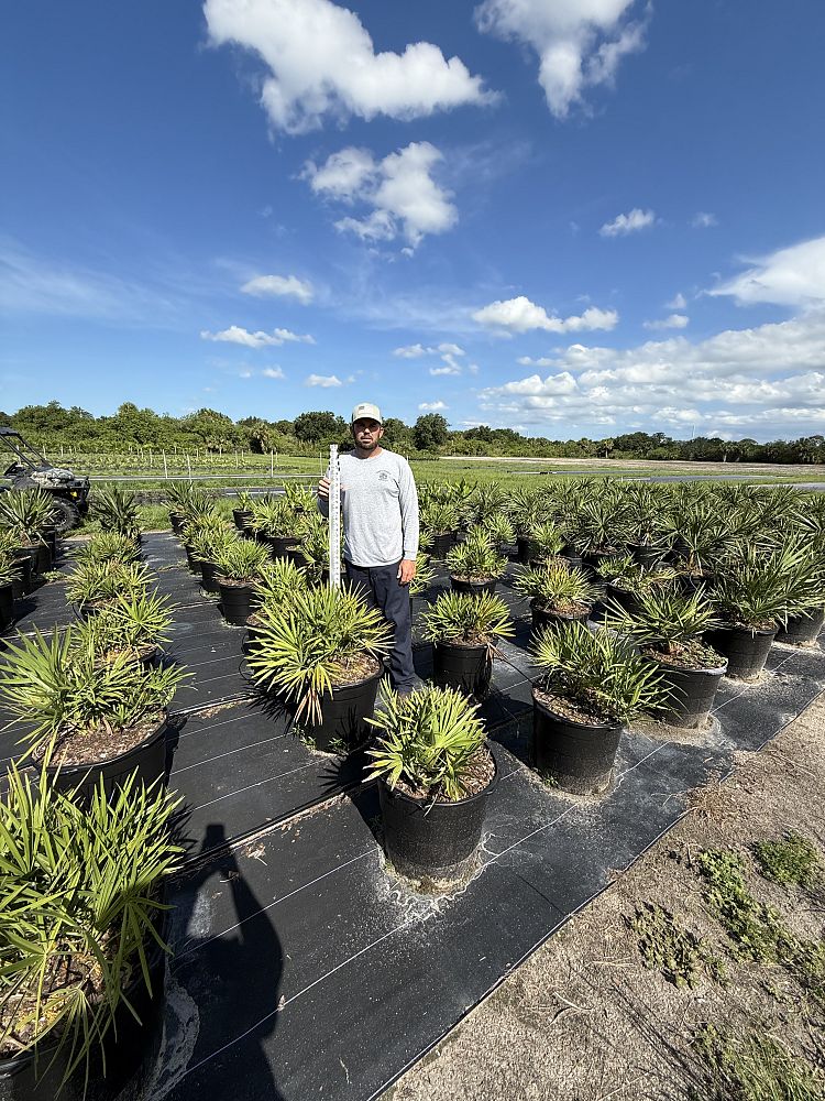 serenoa-repens-saw-palmetto