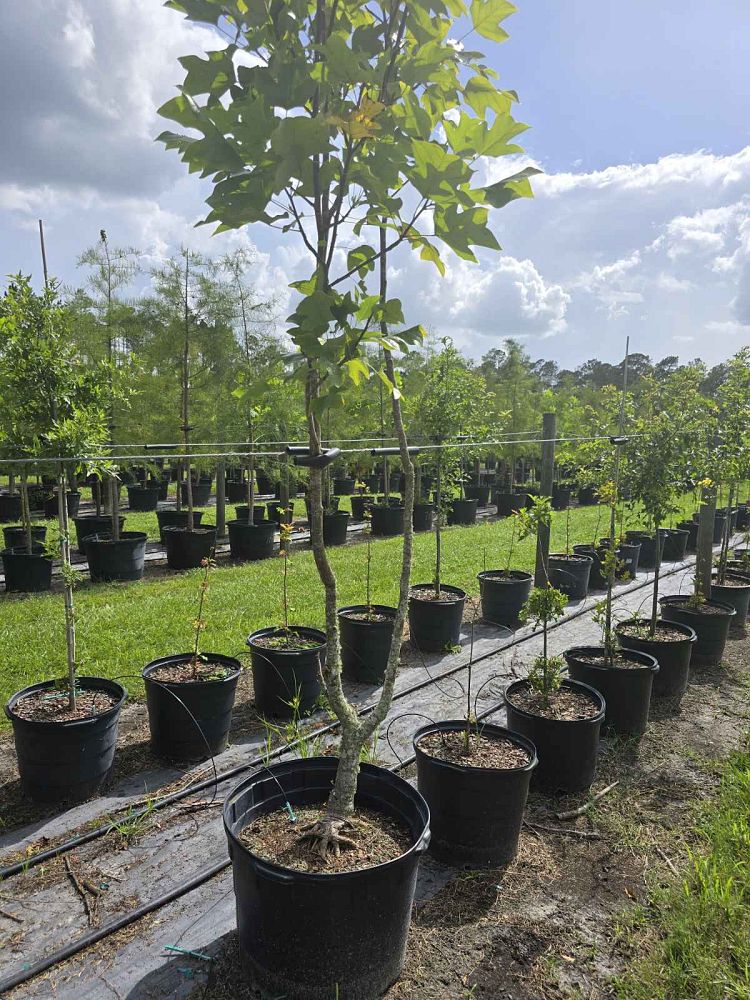 serenoa-repens-saw-palmetto