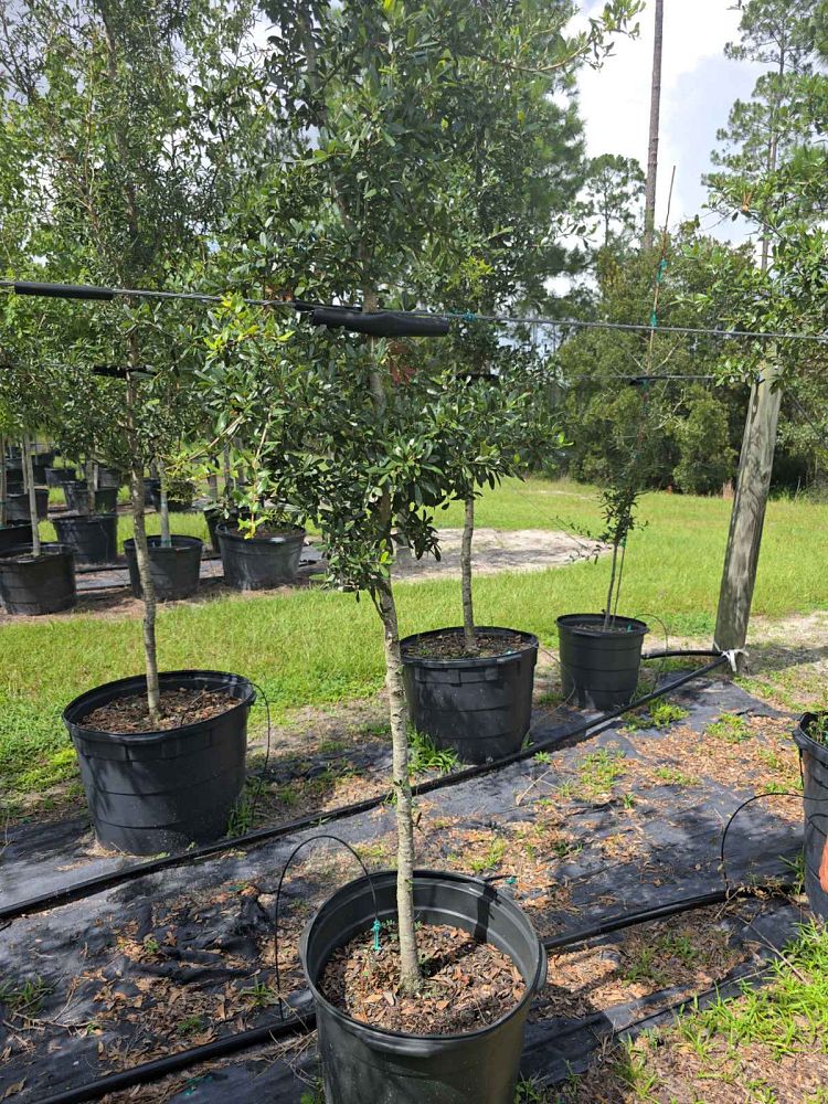 serenoa-repens-saw-palmetto