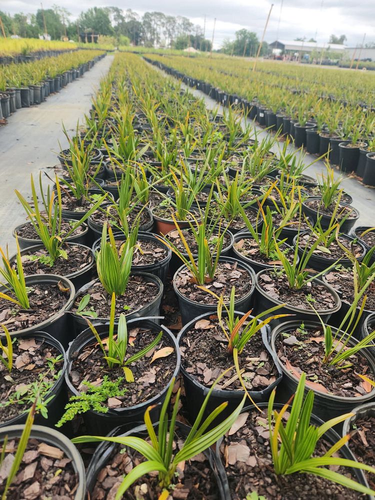 serenoa-repens-saw-palmetto