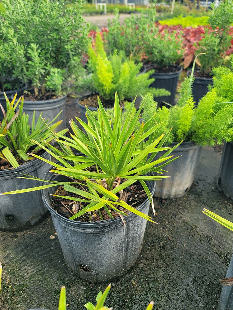 serenoa-repens-saw-palmetto