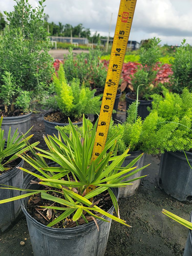 serenoa-repens-saw-palmetto