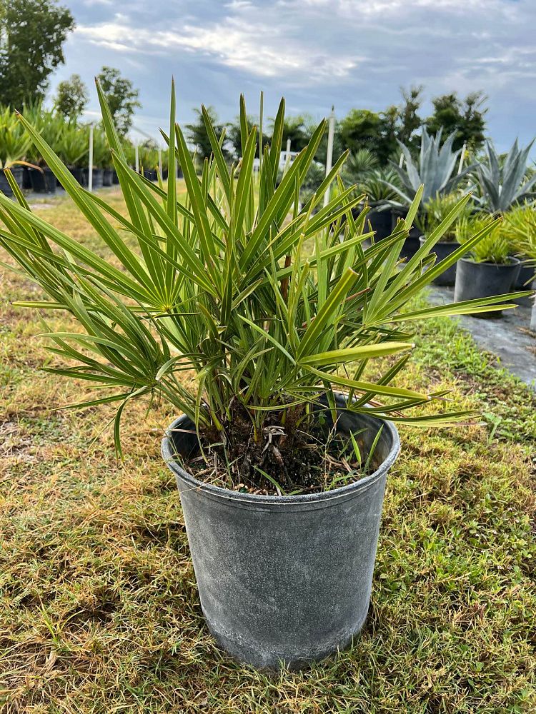 serenoa-repens-saw-palmetto
