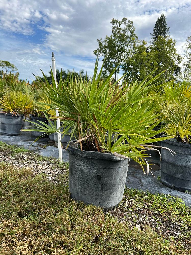 serenoa-repens-saw-palmetto