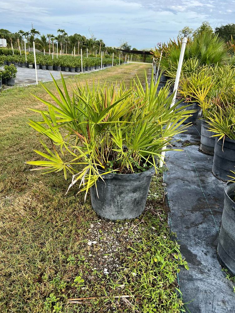 serenoa-repens-saw-palmetto