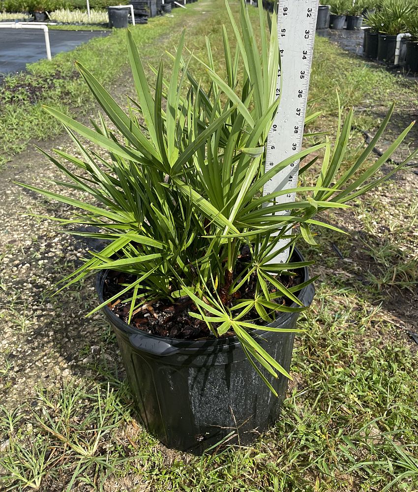 serenoa-repens-saw-palmetto