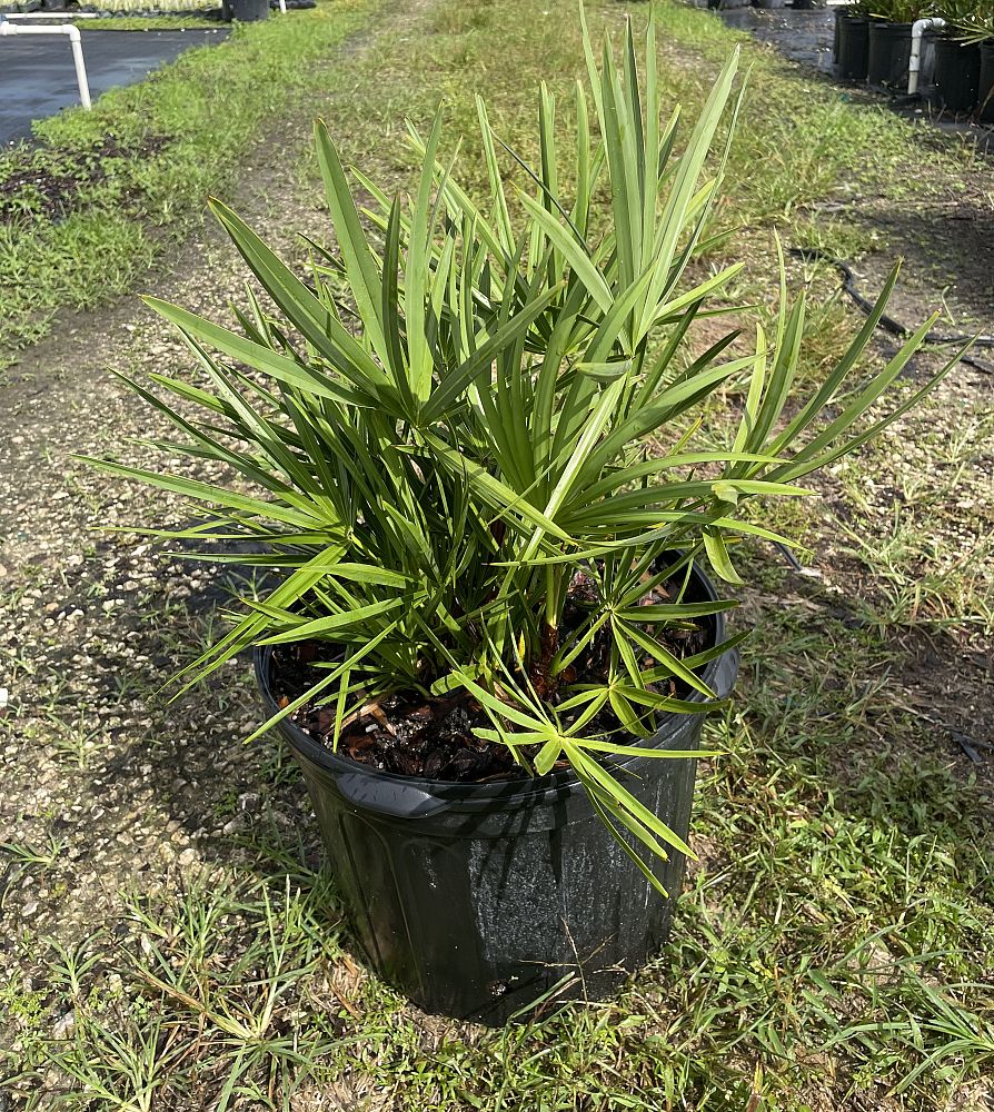 serenoa-repens-saw-palmetto