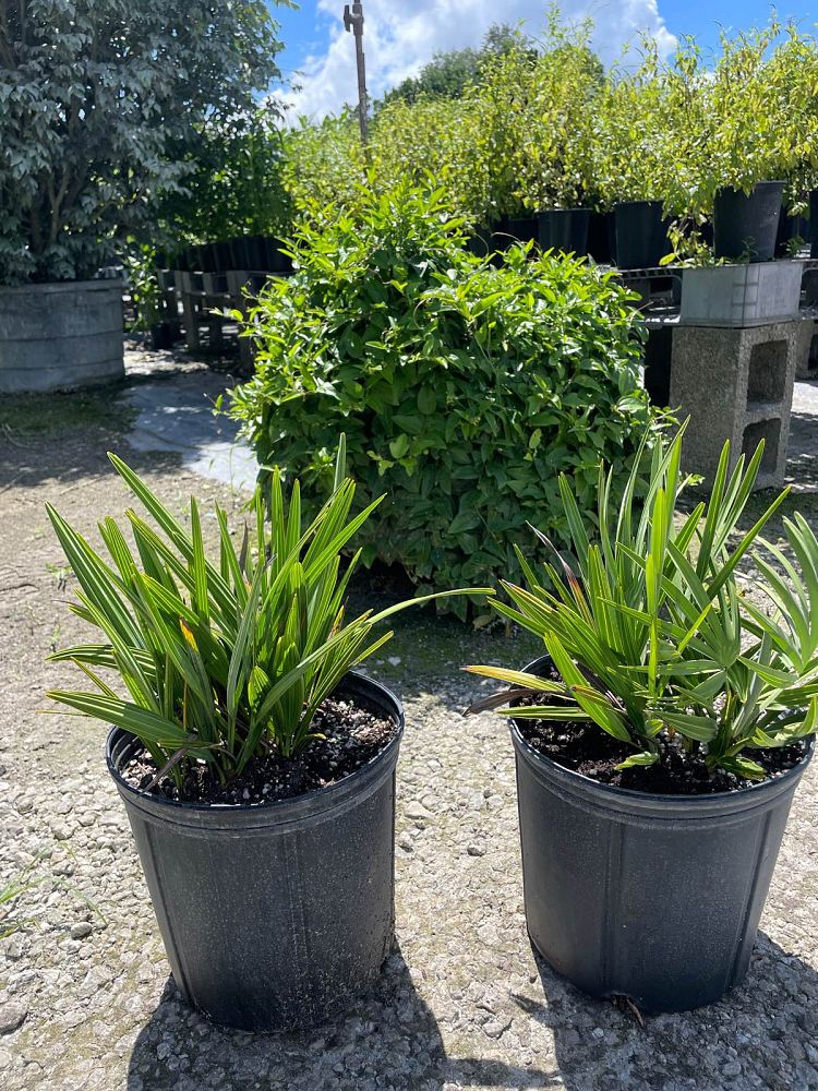 serenoa-repens-saw-palmetto