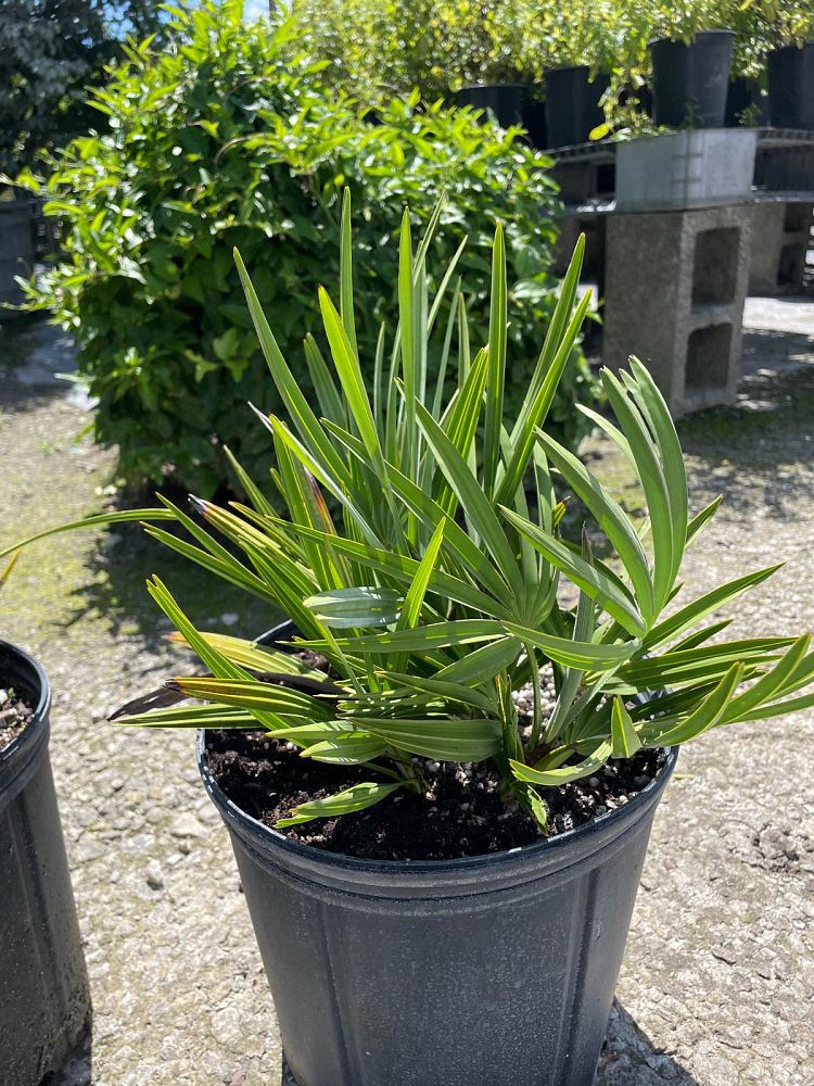 serenoa-repens-saw-palmetto