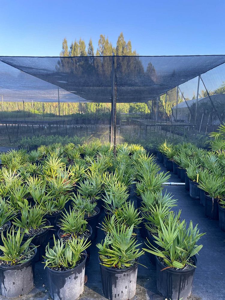 serenoa-repens-saw-palmetto