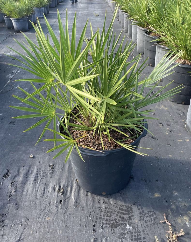 serenoa-repens-saw-palmetto