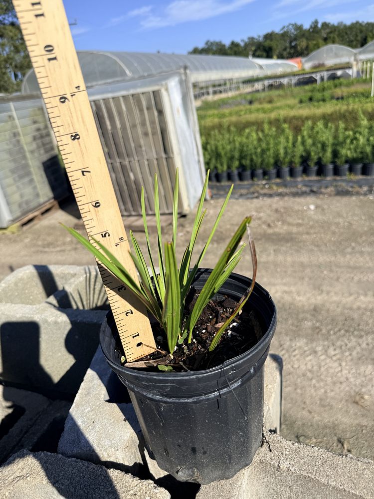serenoa-repens-saw-palmetto