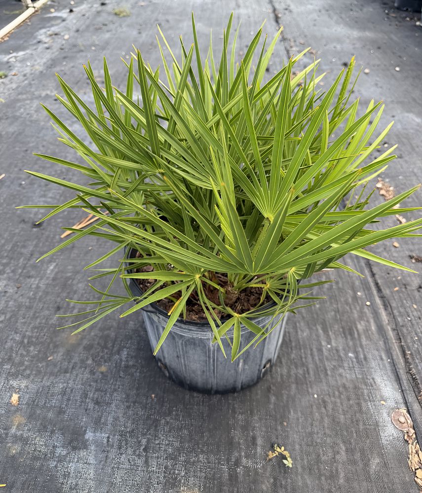 serenoa-repens-saw-palmetto