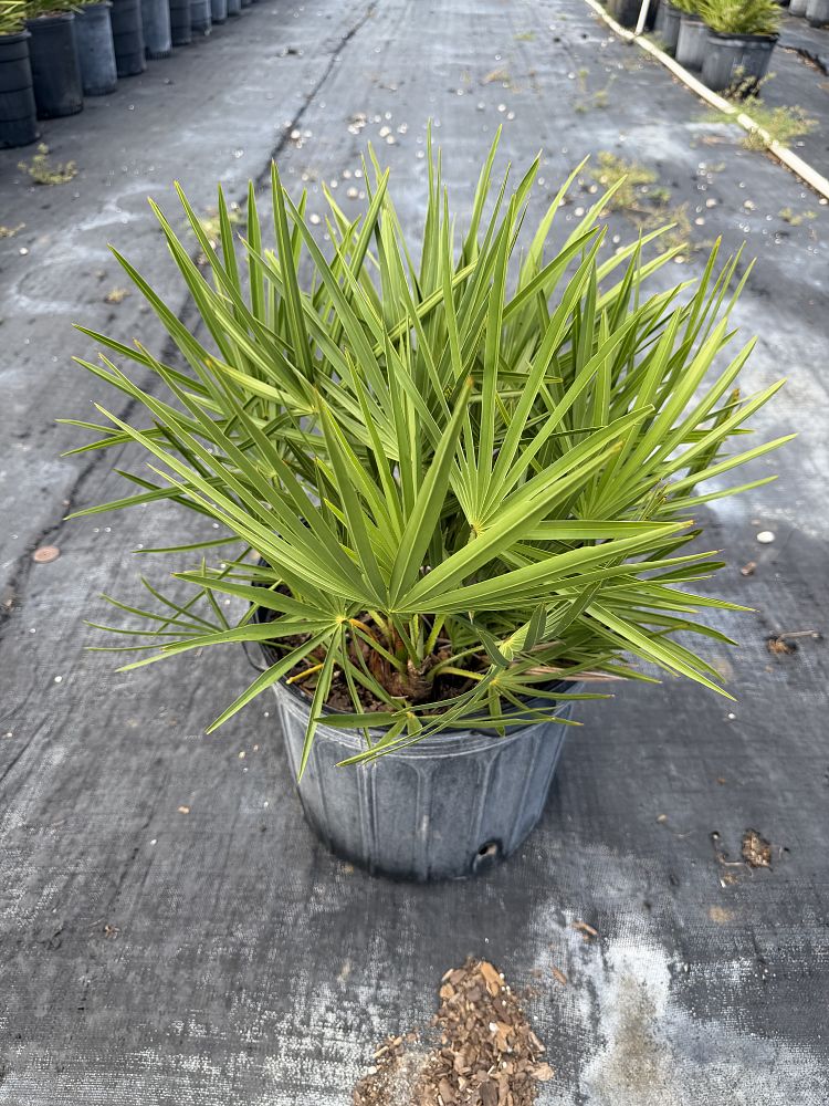 serenoa-repens-saw-palmetto