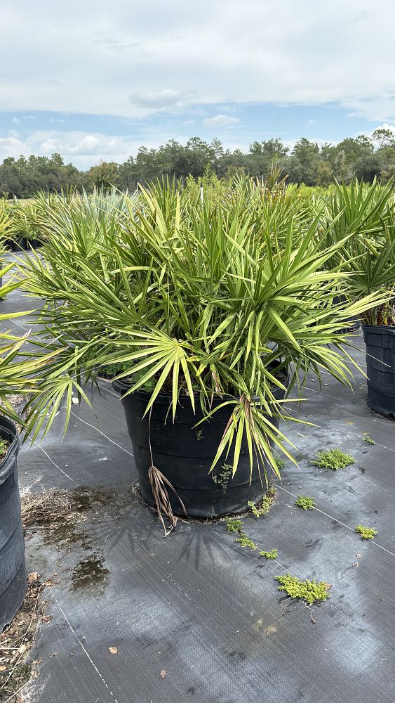 serenoa-repens-saw-palmetto