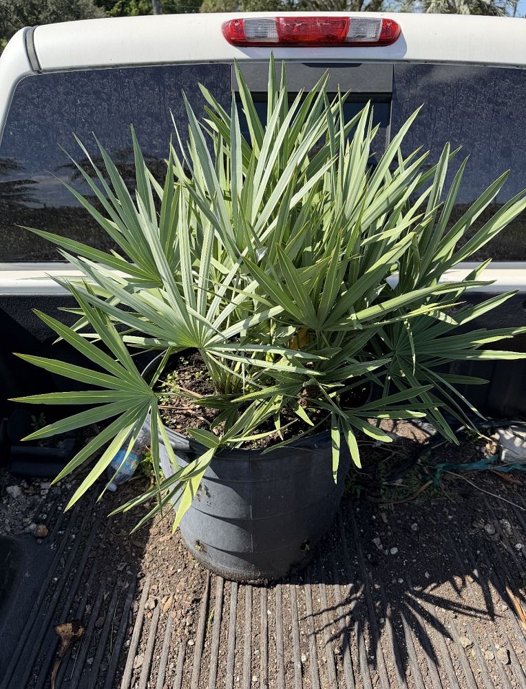 serenoa-repens-saw-palmetto