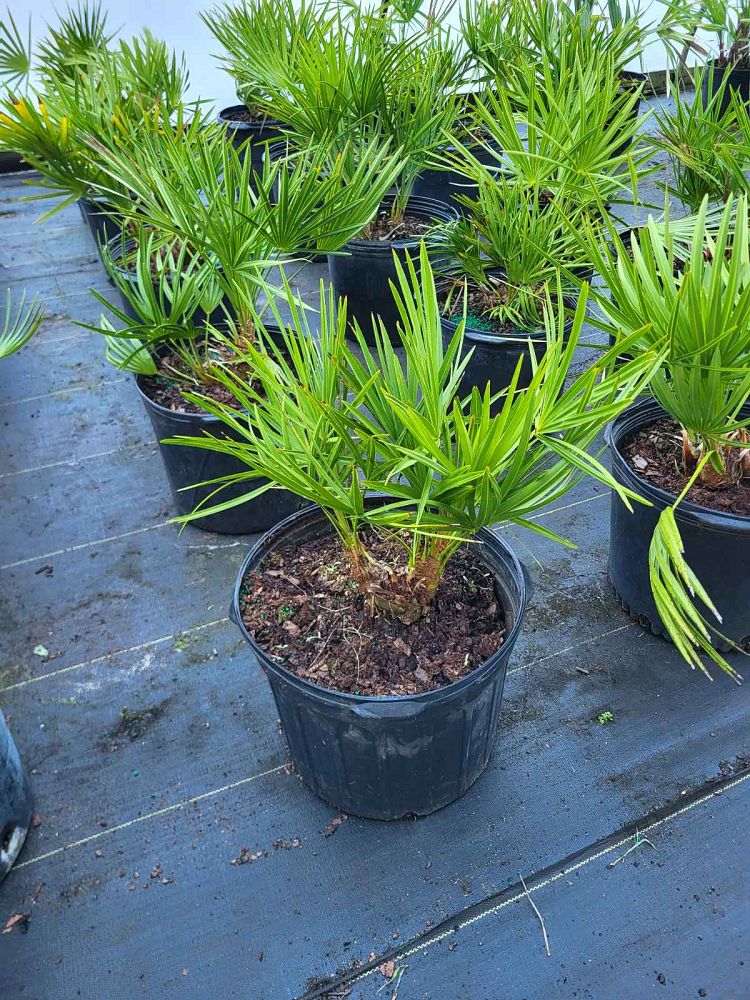 serenoa-repens-saw-palmetto