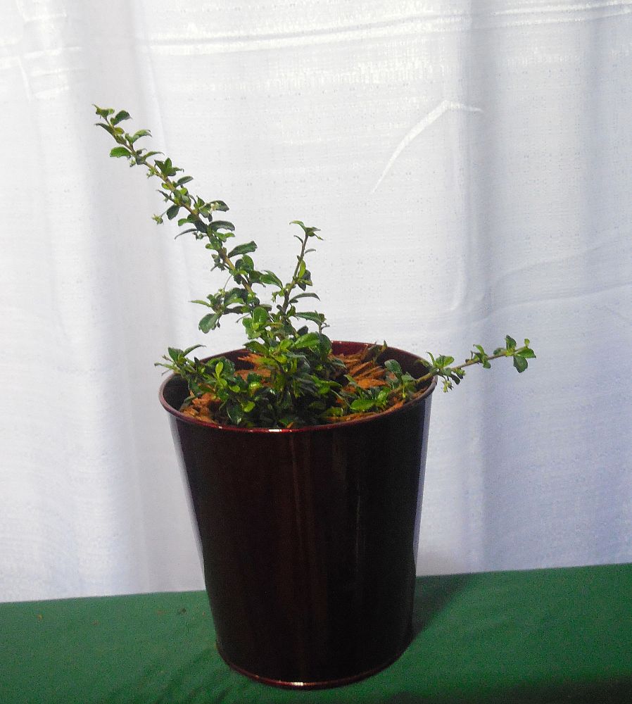 serissa-japonica-cotoneaster-snowrose-serissa-foetida