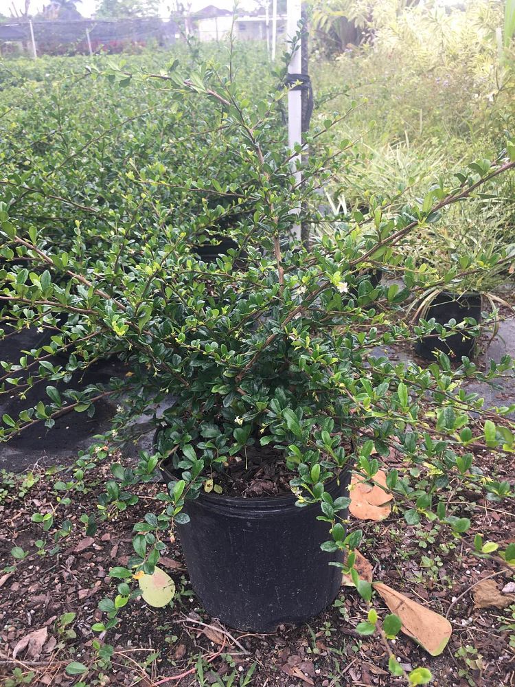 serissa-japonica-cotoneaster-snowrose-serissa-foetida