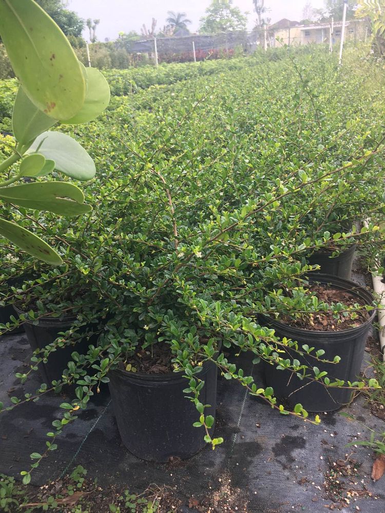 serissa-japonica-cotoneaster-snowrose-serissa-foetida
