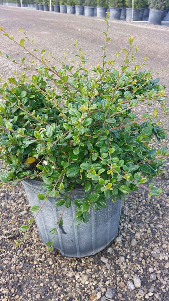 serissa-japonica-cotoneaster-snowrose-serissa-foetida