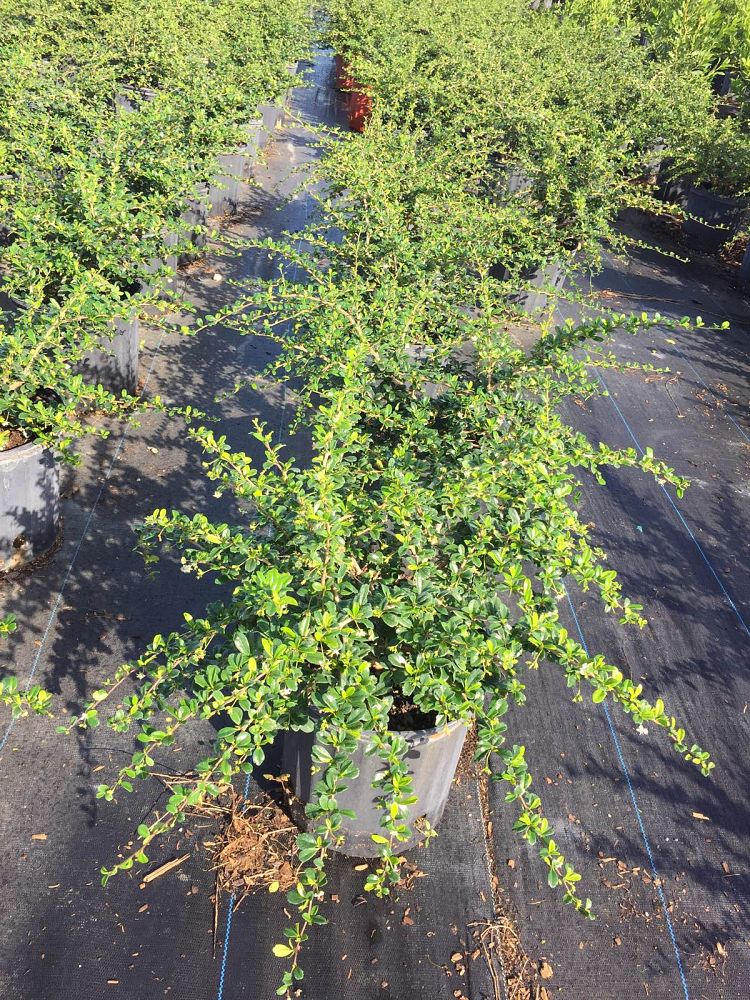 serissa-japonica-cotoneaster-snowrose-serissa-foetida