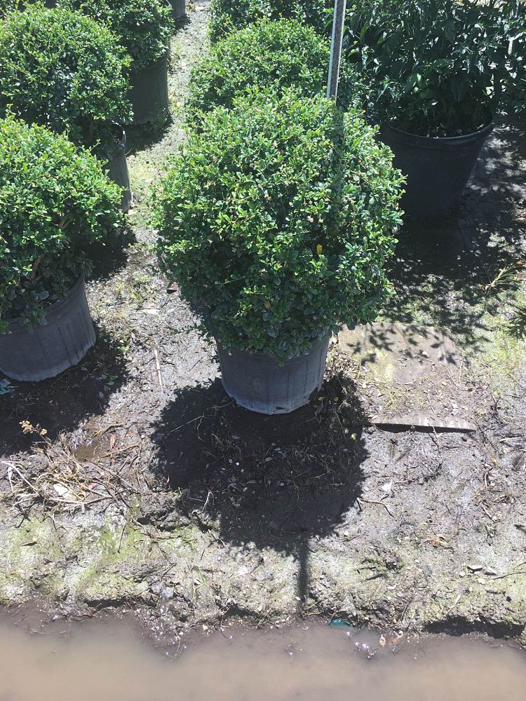 serissa-japonica-cotoneaster-snowrose-serissa-foetida