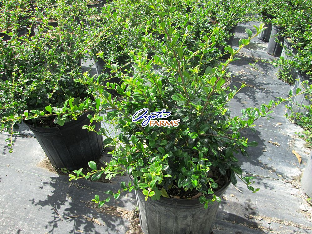 serissa-japonica-cotoneaster-snowrose-serissa-foetida