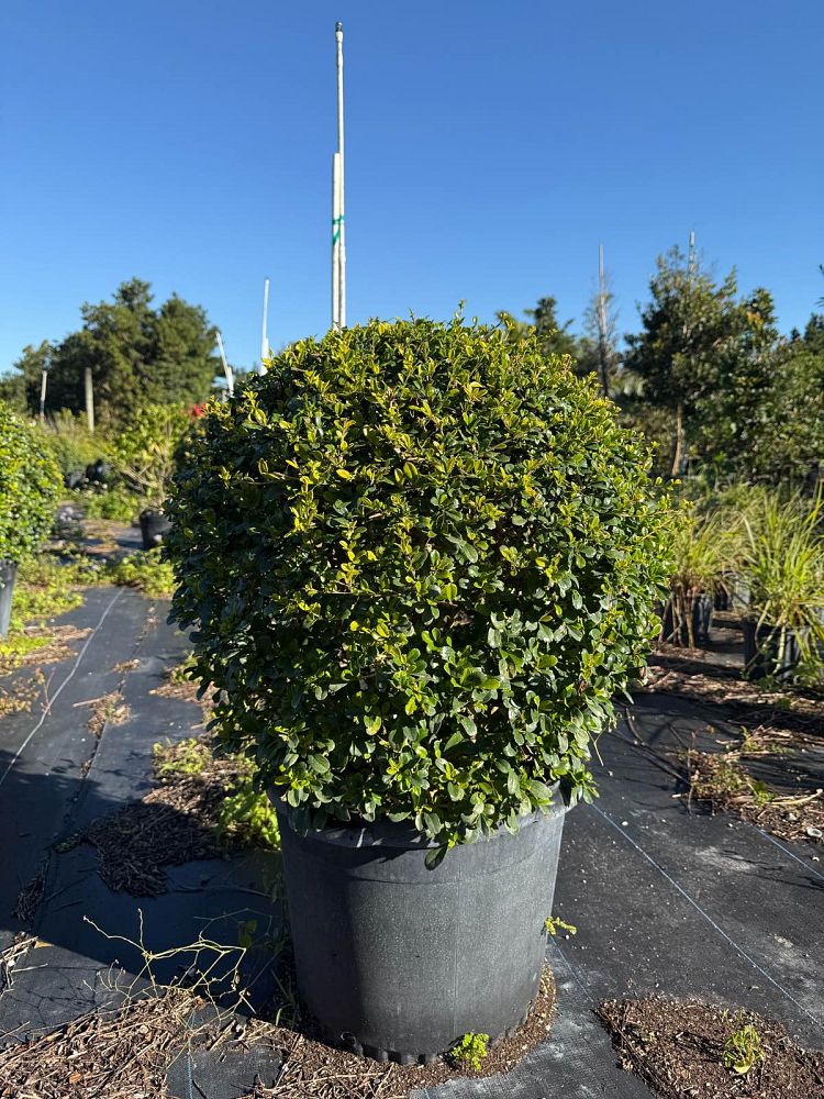 serissa-japonica-cotoneaster-snowrose-serissa-foetida