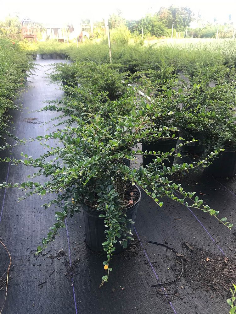 MV Nursery LLC | plantANT.com