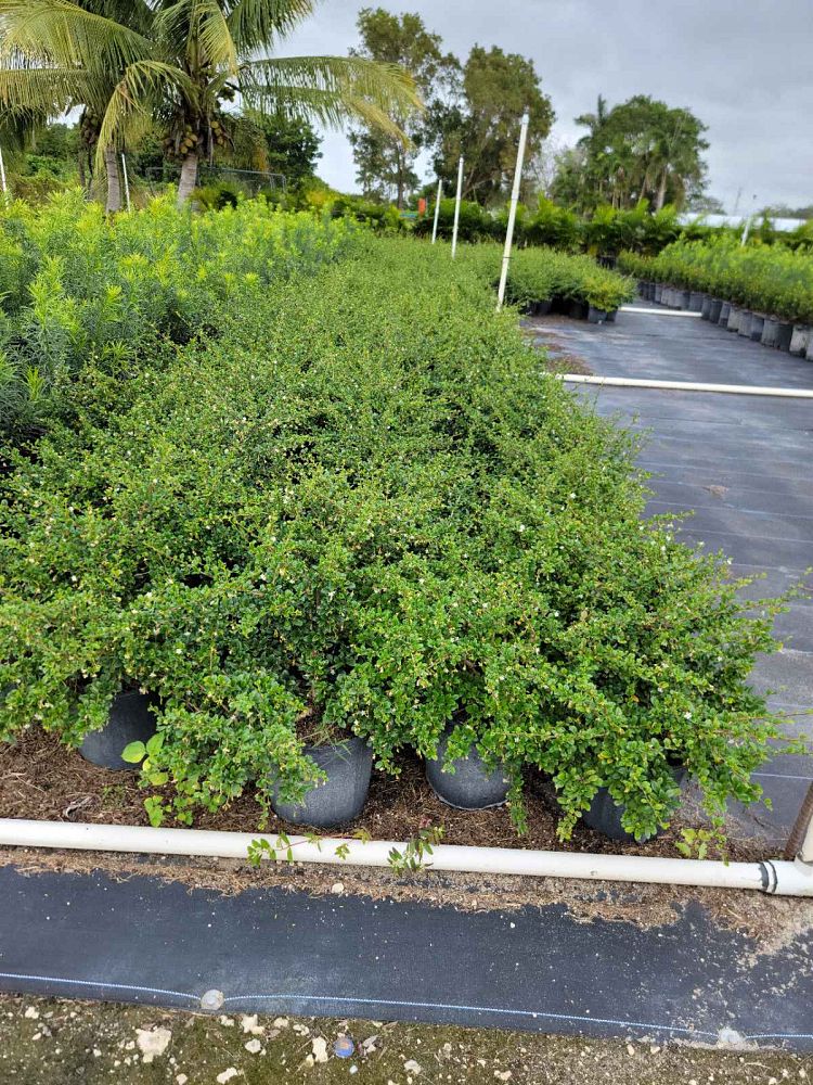 serissa-japonica-cotoneaster-snowrose-serissa-foetida