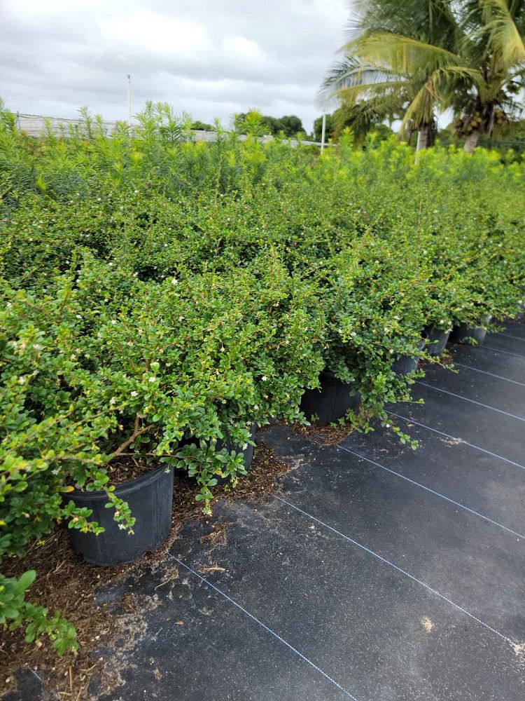 serissa-japonica-cotoneaster-snowrose-serissa-foetida